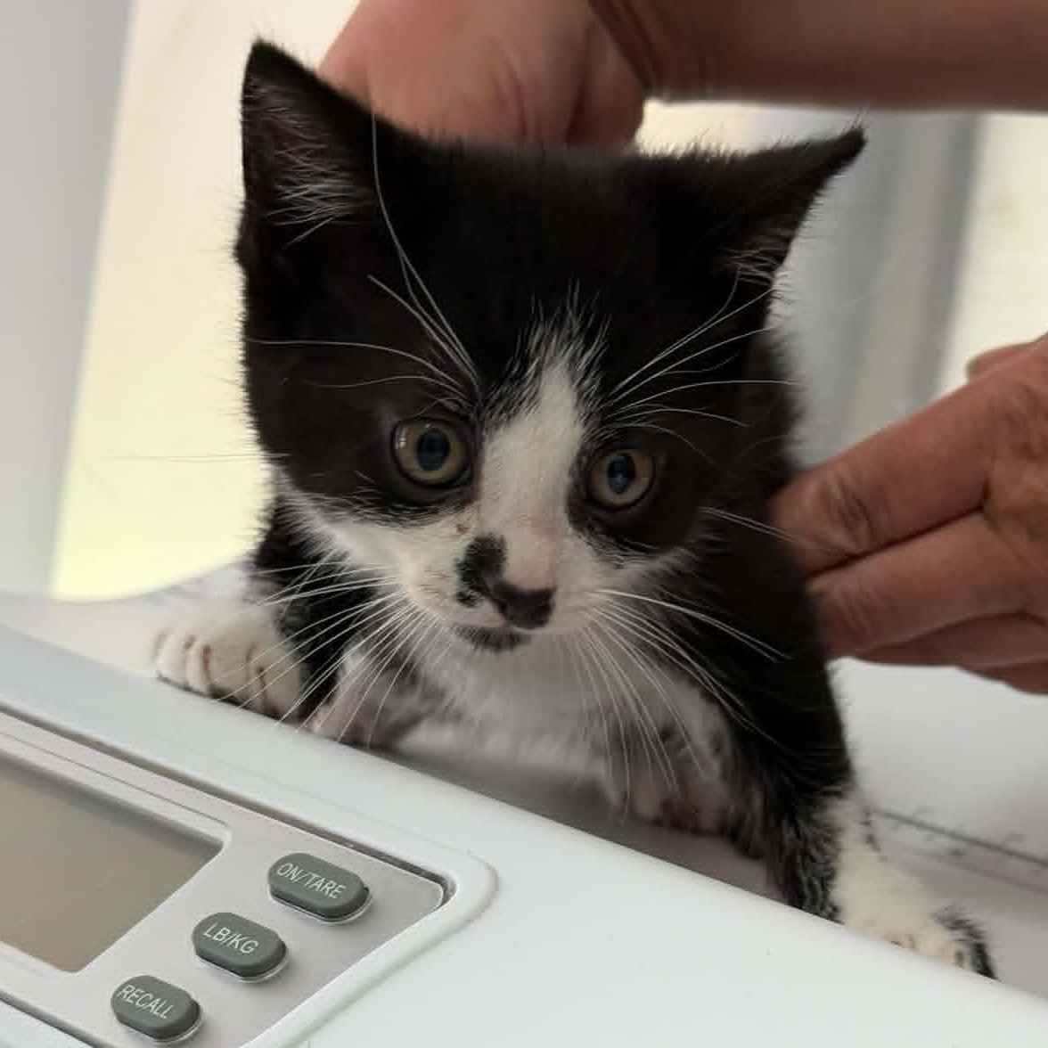Bello, adoptable, Kitten Male Domestic Short Hair.