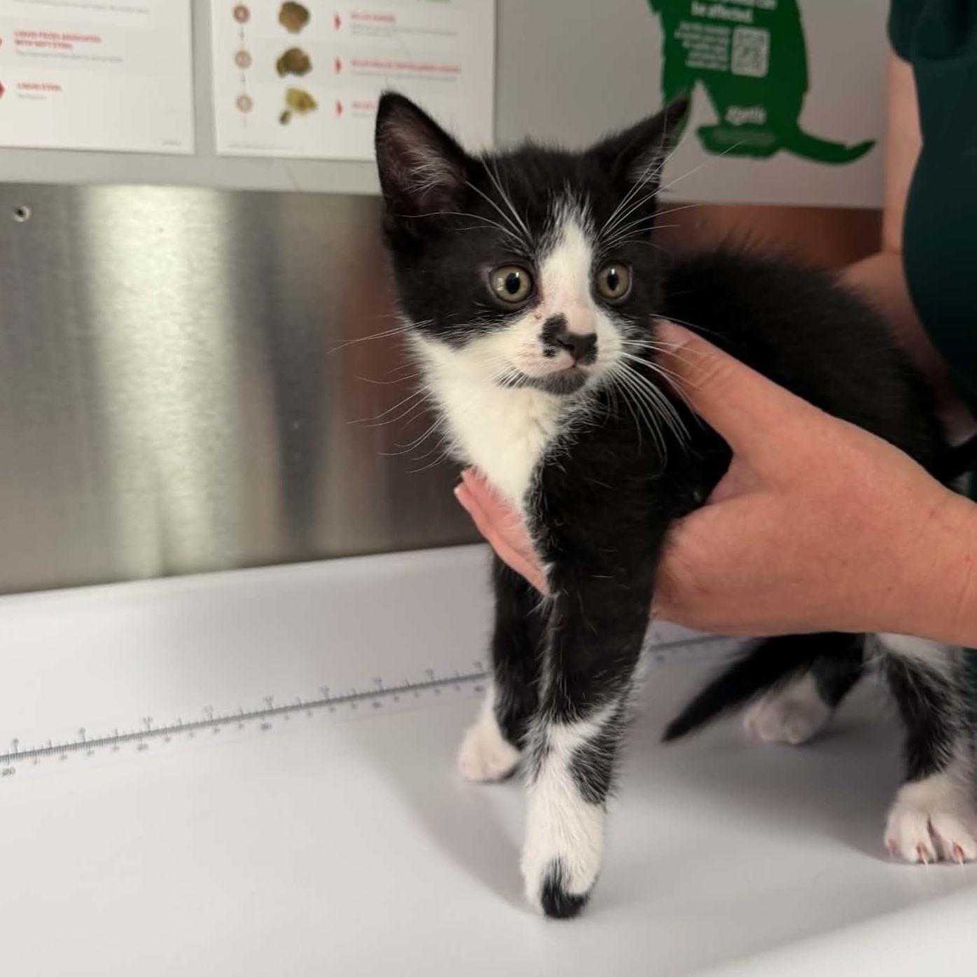 Bello, an adoptable Domestic Short Hair in Wakefield, QC image 2/2