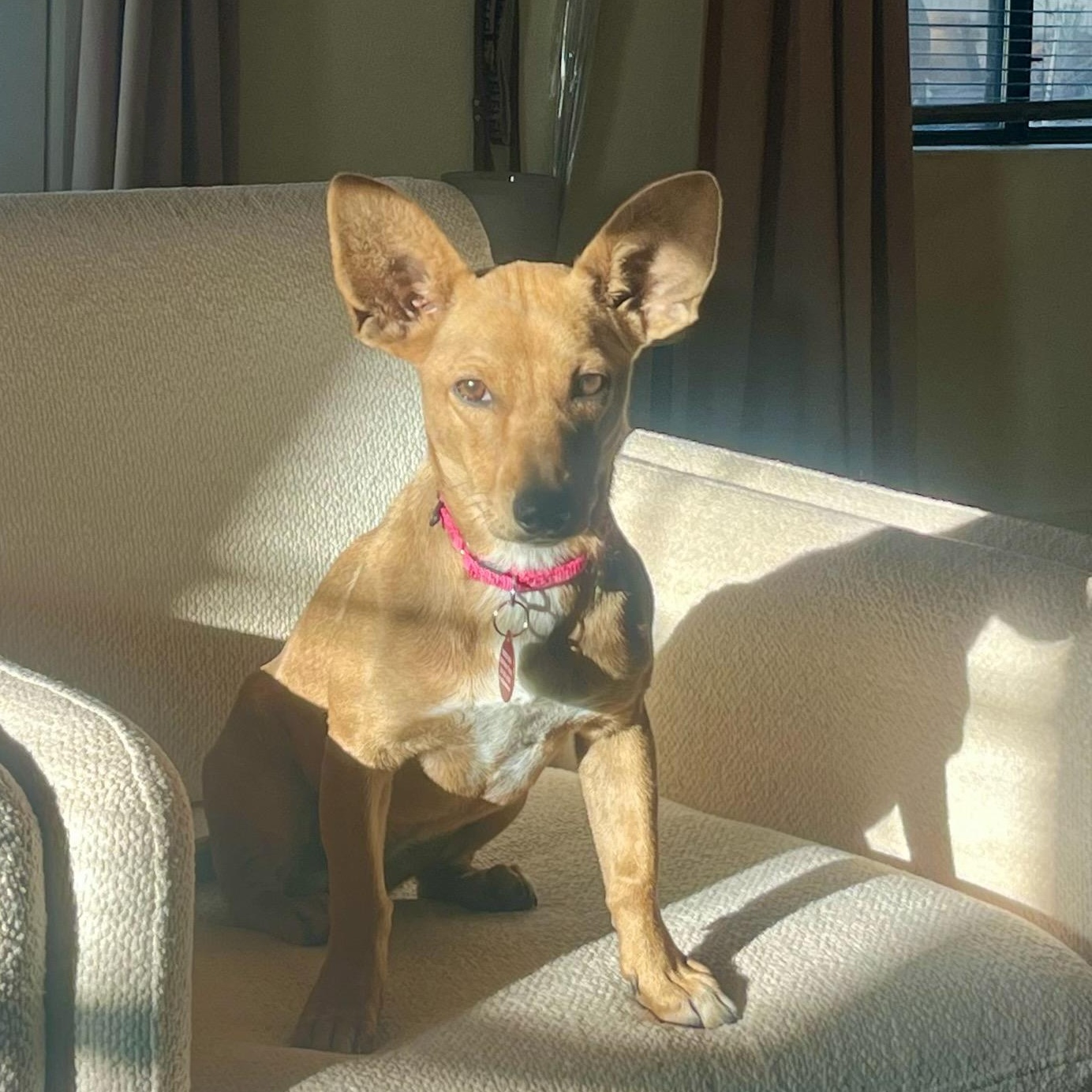 Enlarge Cara, a Adoptable mixed breed in Marfa, TX image 2/6