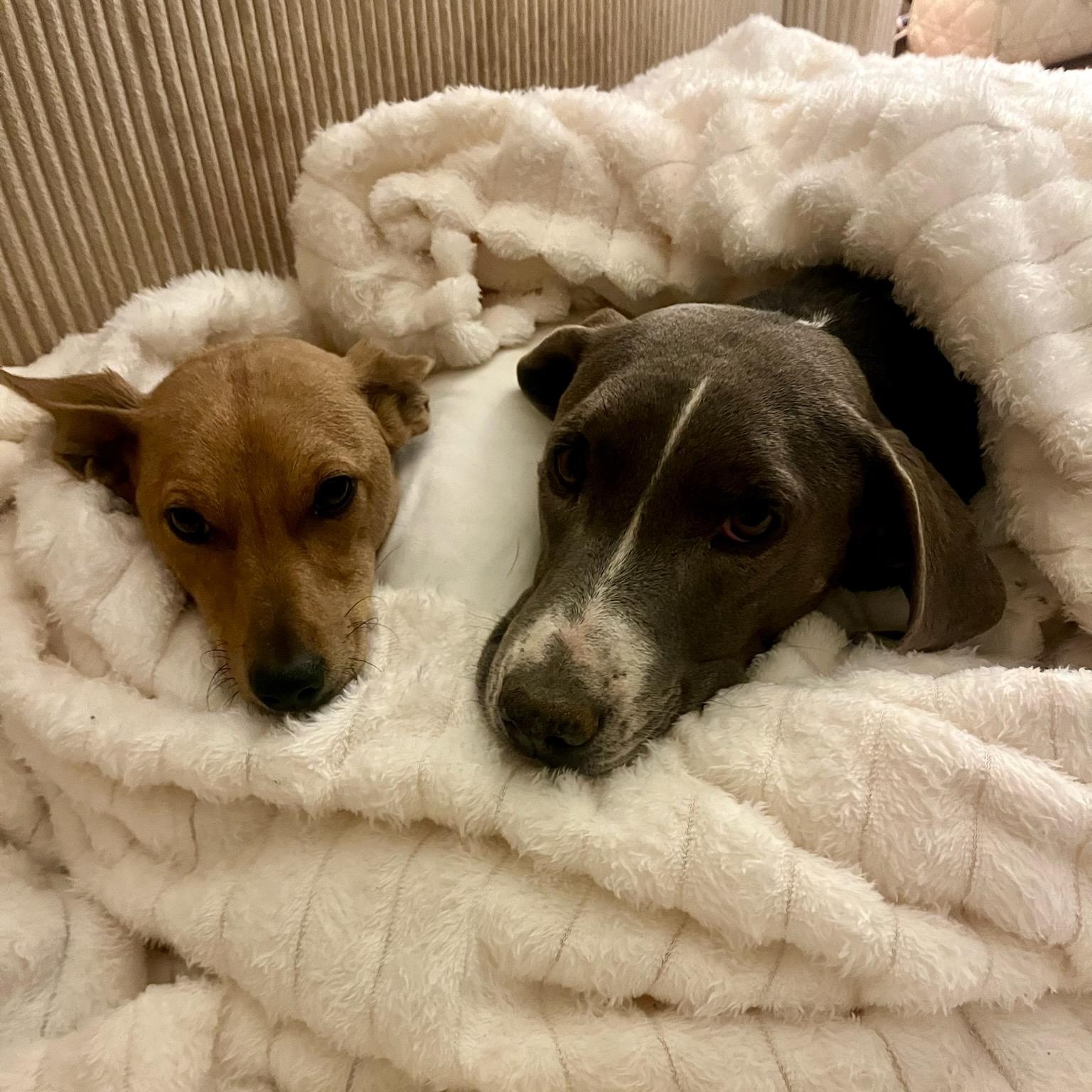 Enlarge Cara, a Adoptable mixed breed in Marfa, TX image 3/6