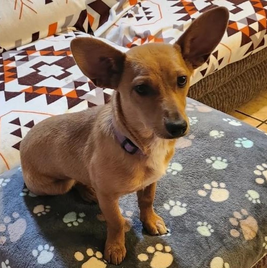 Enlarge Cara, a Adoptable mixed breed in Marfa, TX image 1/6