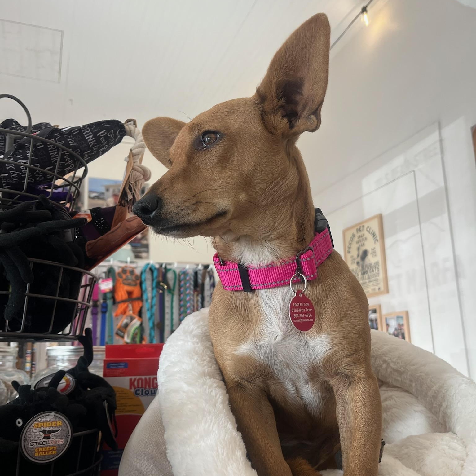 Enlarge Cara, a Adoptable mixed breed in Marfa, TX image 4/6