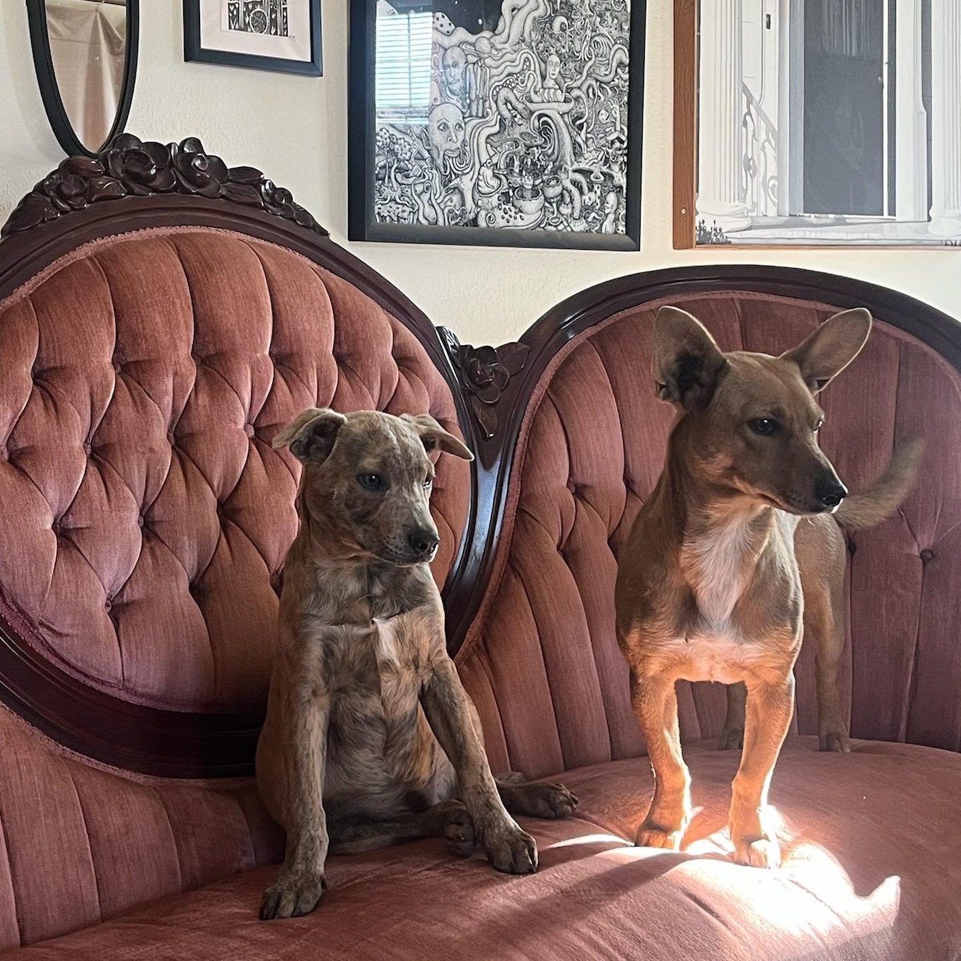 Enlarge Cara, a Adoptable mixed breed in Marfa, TX image 5/6