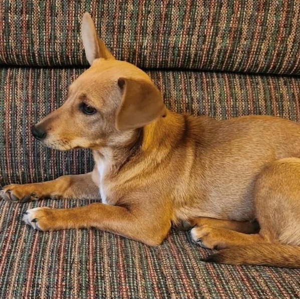 Enlarge Cara, a Adoptable mixed breed in Marfa, TX image 6/6