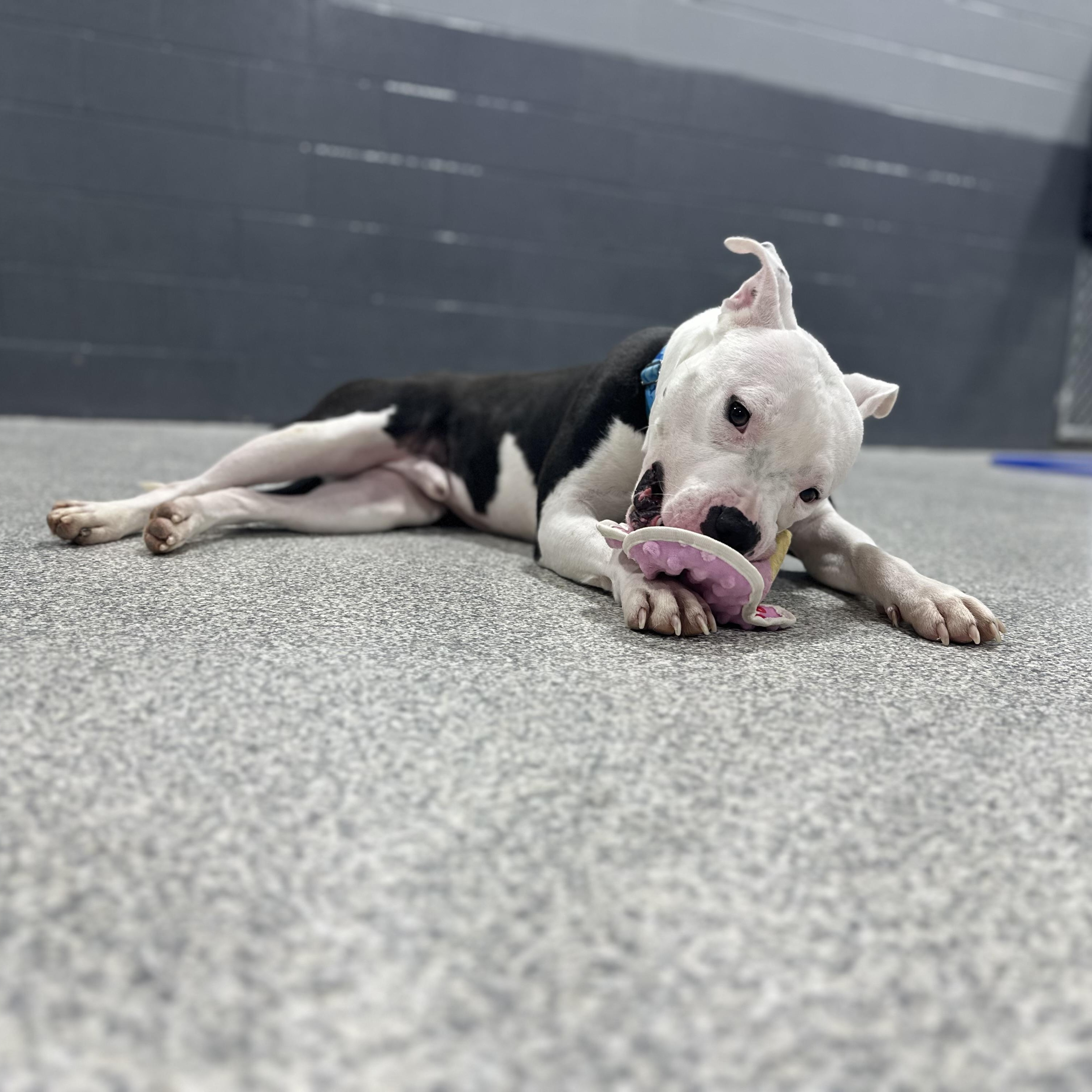 Enlarge KJ, a Adoptable Mixed Breed in Youngstown, OH image 2/4