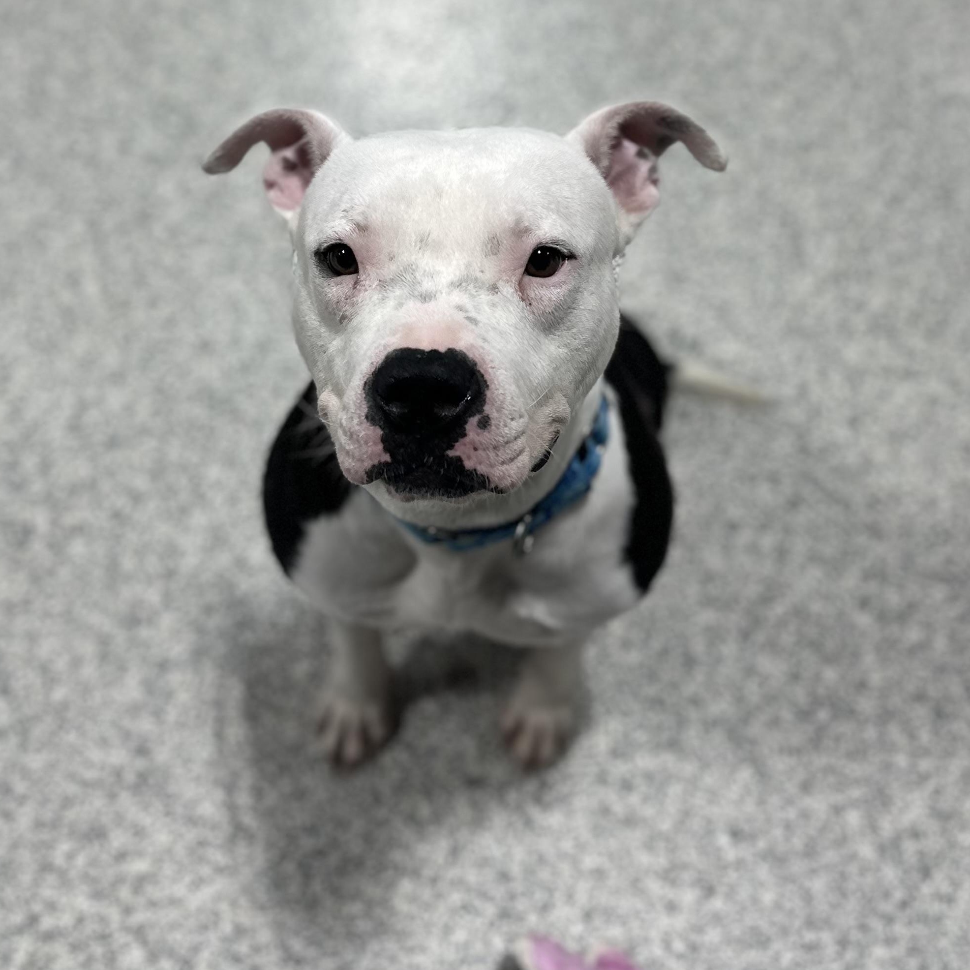 Enlarge KJ, a Adoptable Mixed Breed in Youngstown, OH image 1/4