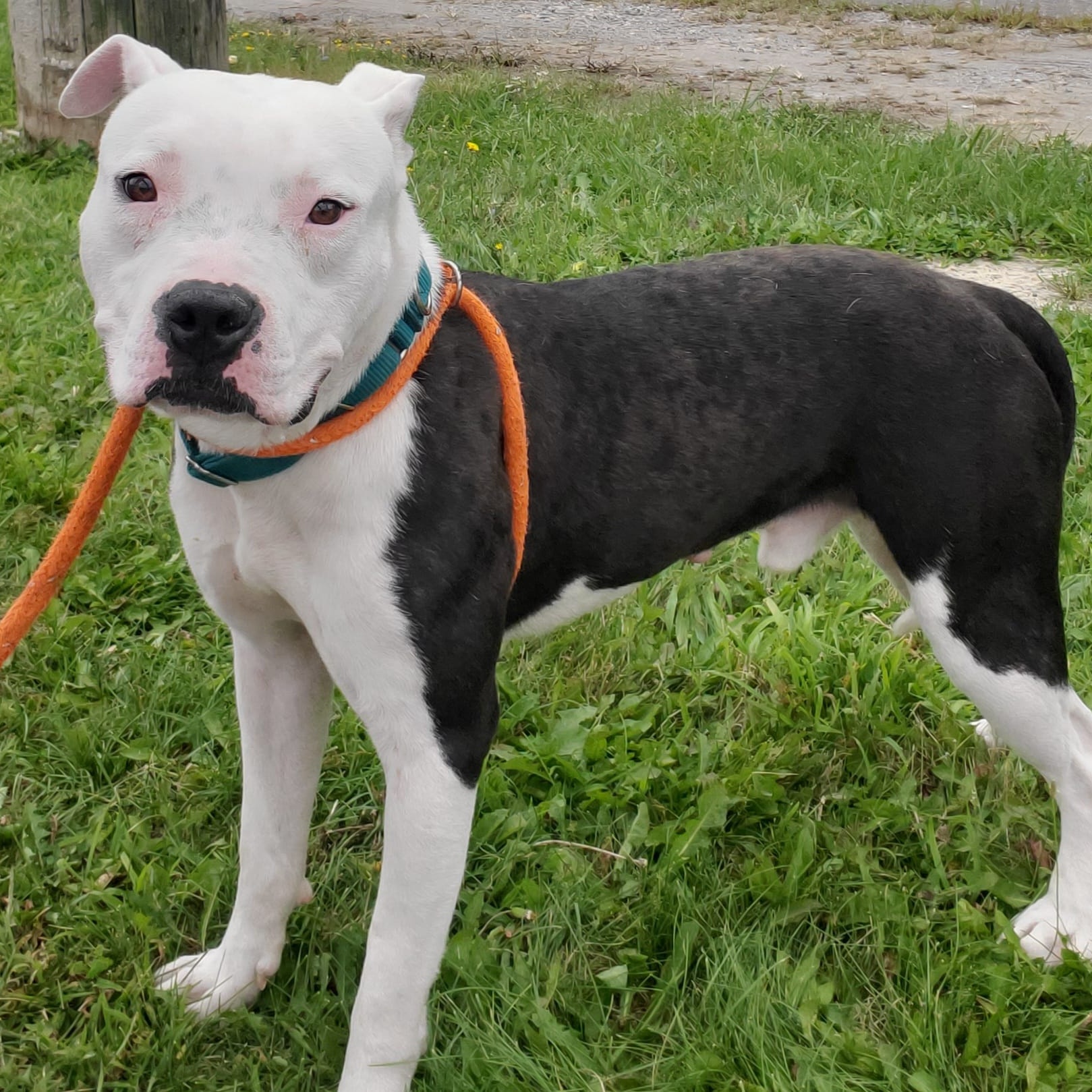 Enlarge KJ, a Adoptable Mixed Breed in Youngstown, OH image 3/4