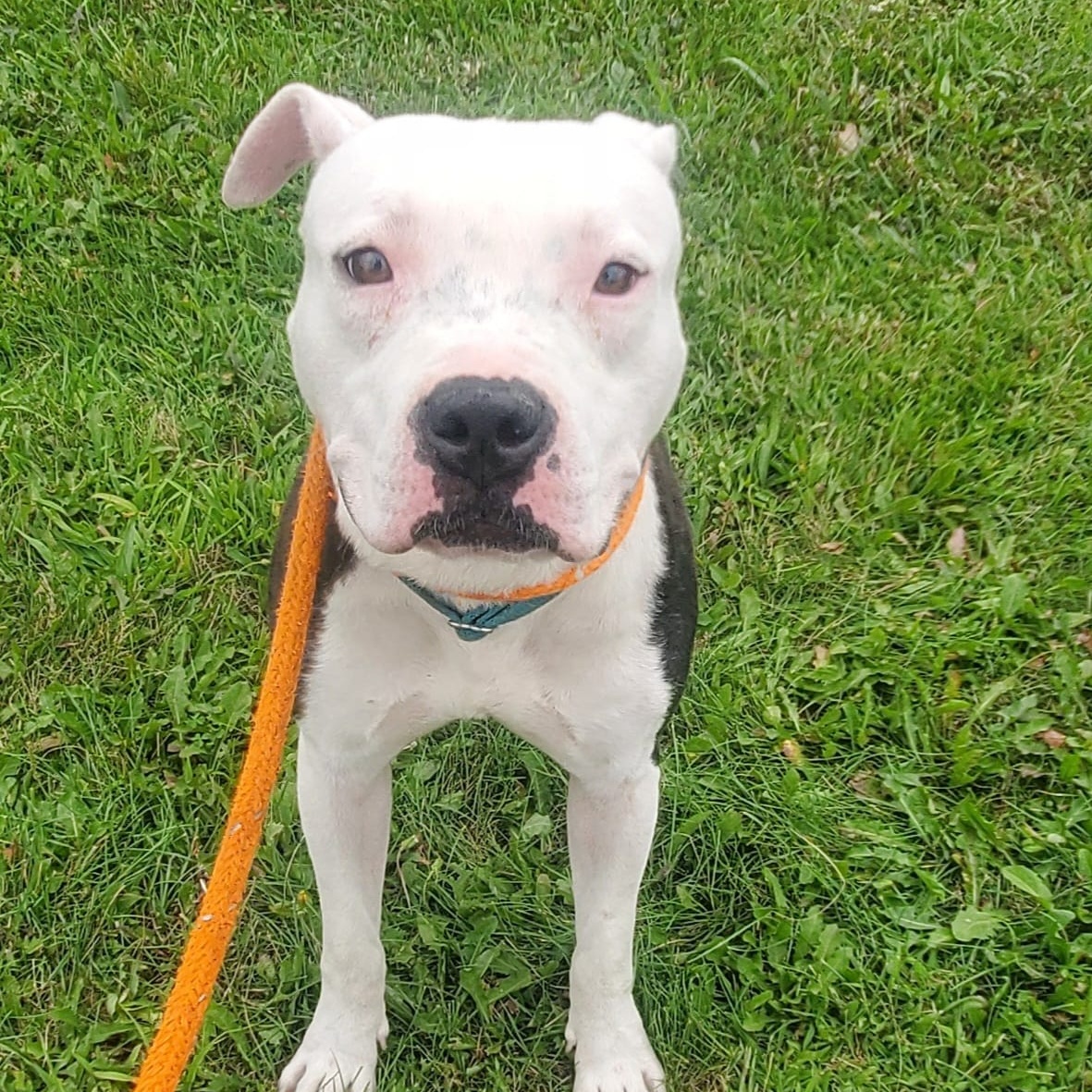 Enlarge KJ, a Adoptable Mixed Breed in Youngstown, OH image 4/4