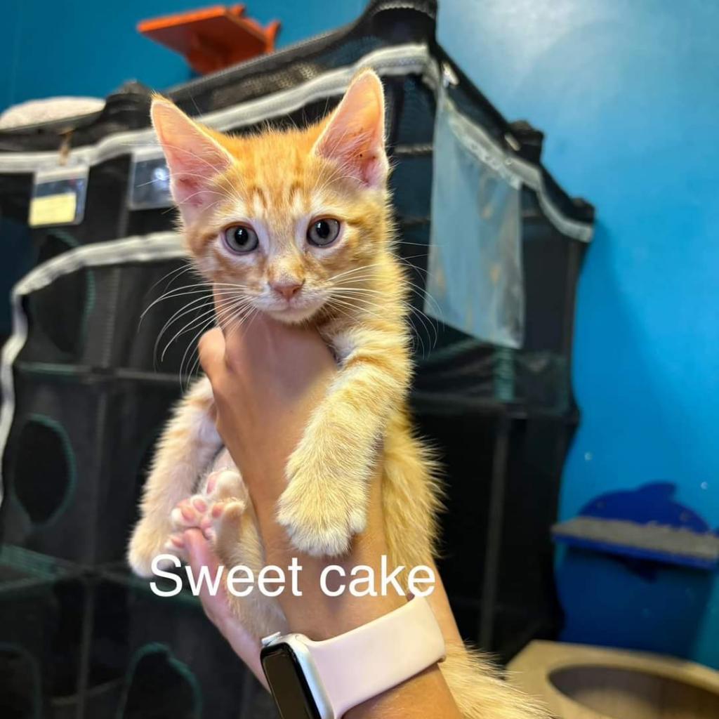 Sweet Cake, Adoptable, Adult Male Domestic Medium Hair.