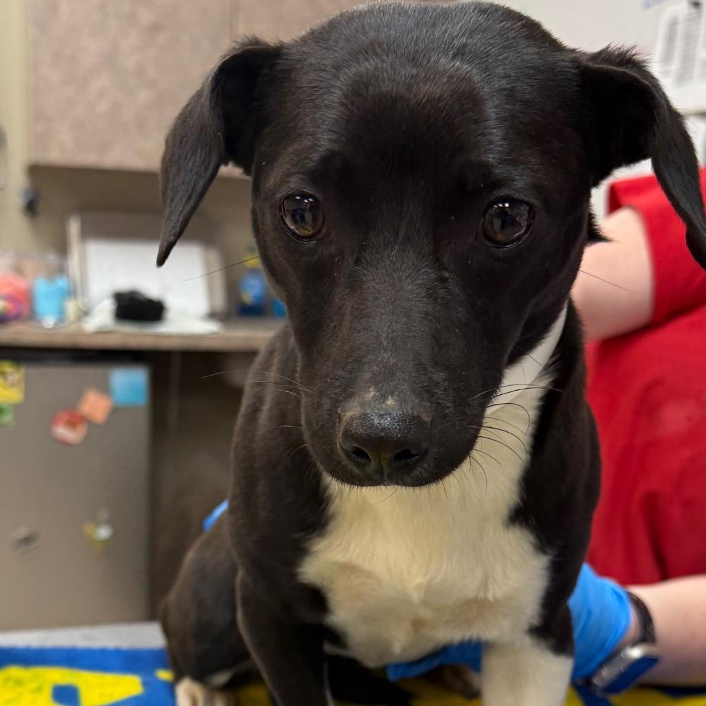 Darla — thumbnail 2