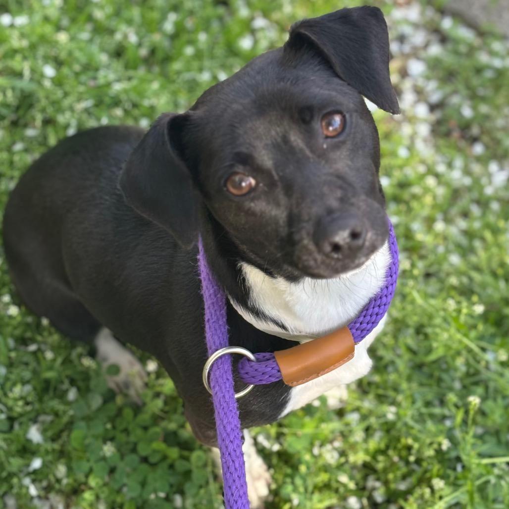 Darla — thumbnail 3