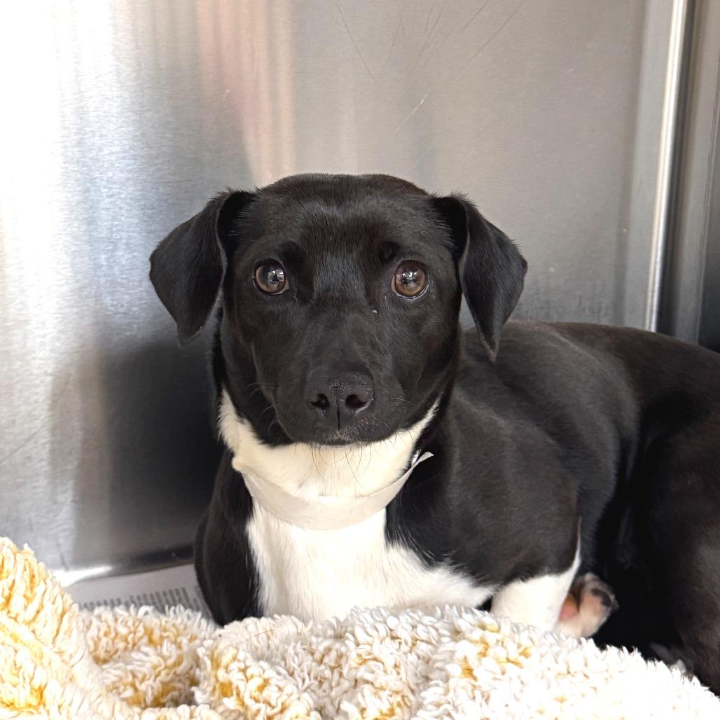 Darla — thumbnail 4