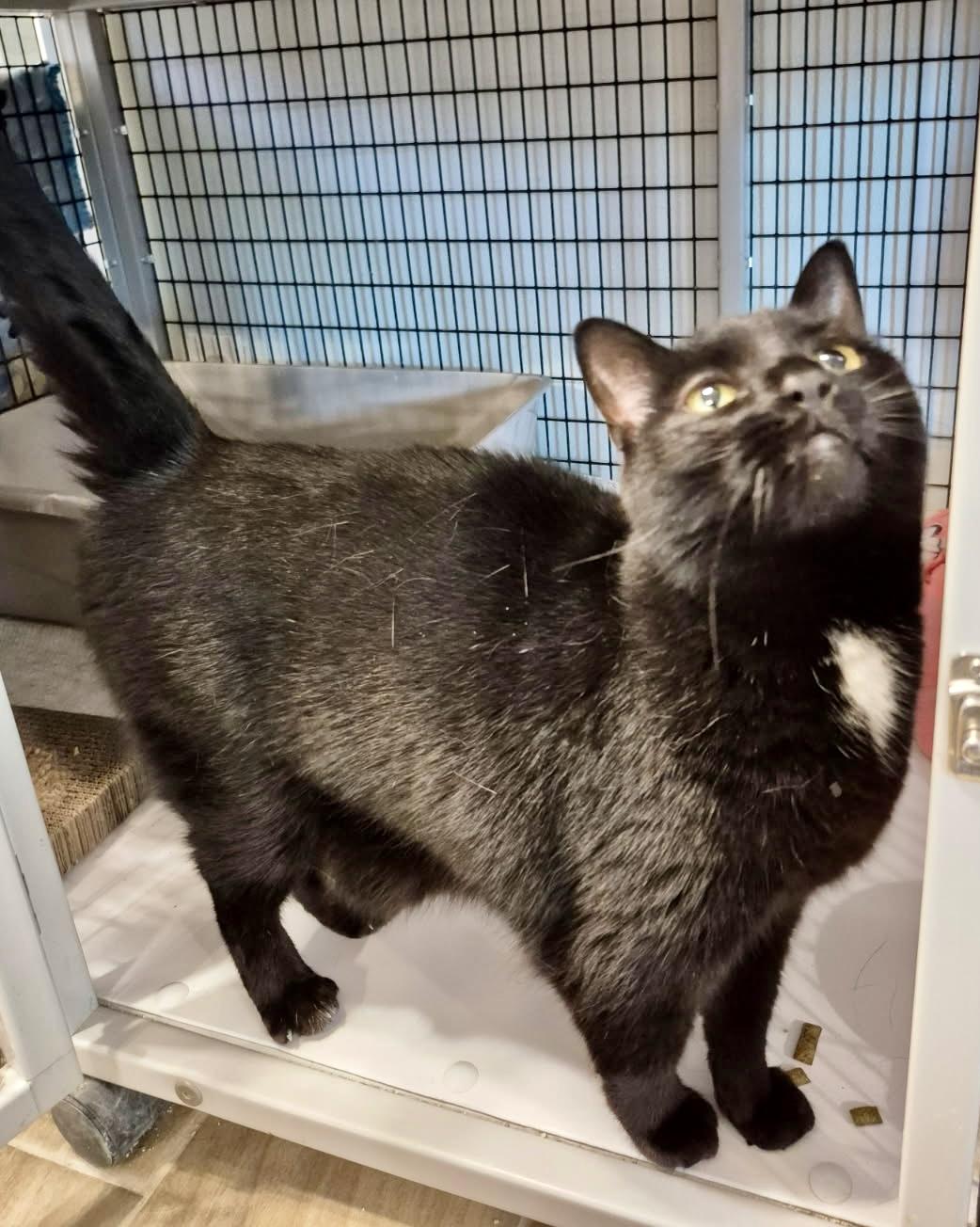 Enlarge Mary Grace, a Adoptable Domestic Short Hair in Jeffersonville, IN image 1/6