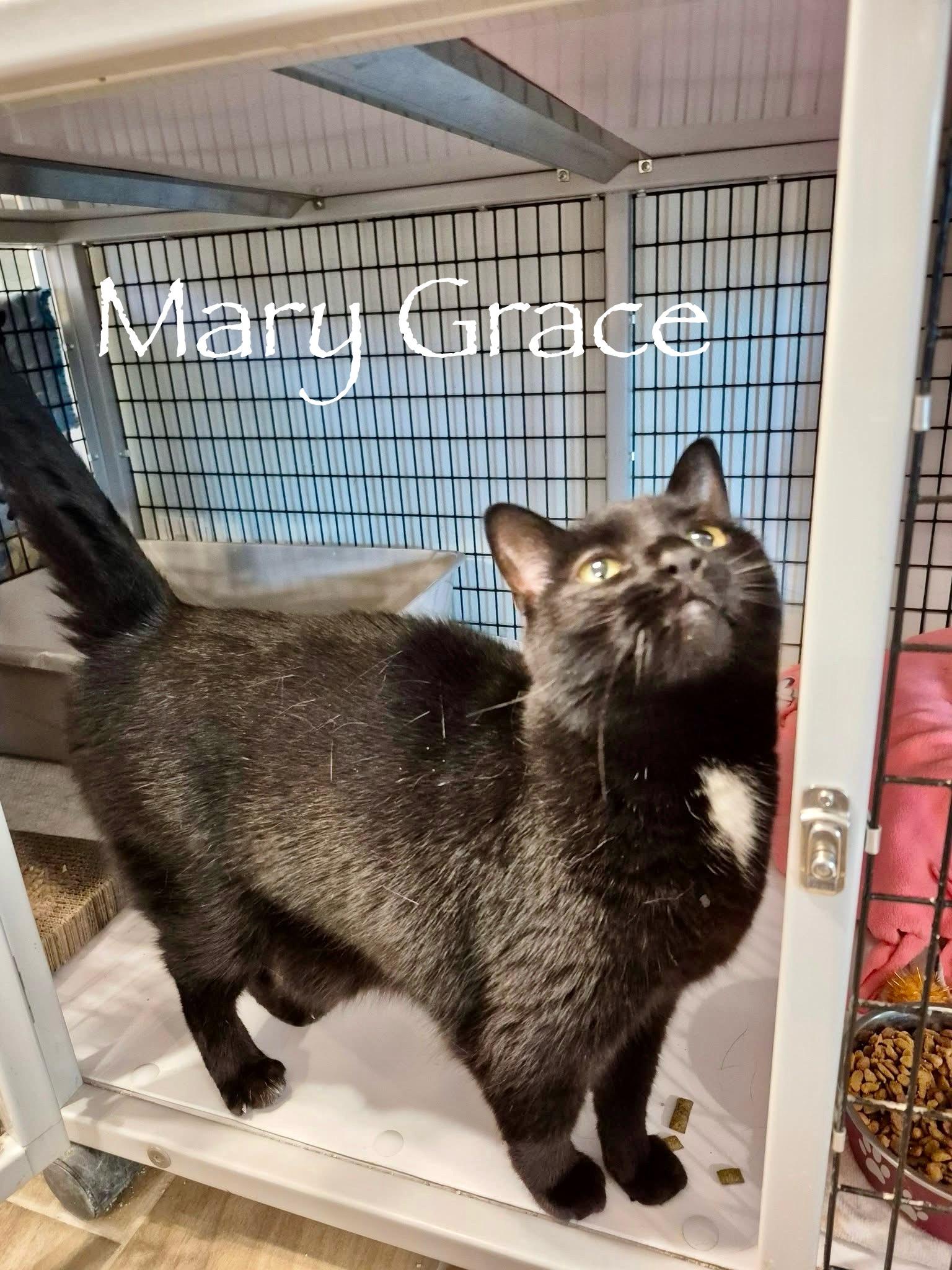 Enlarge Mary Grace, a Adoptable Domestic Short Hair in Jeffersonville, IN image 2/6