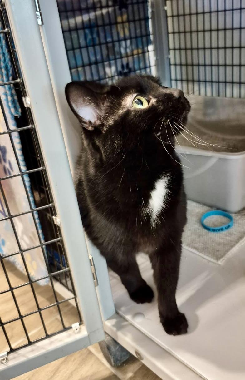 Enlarge Mary Grace, a Adoptable Domestic Short Hair in Jeffersonville, IN image 3/6