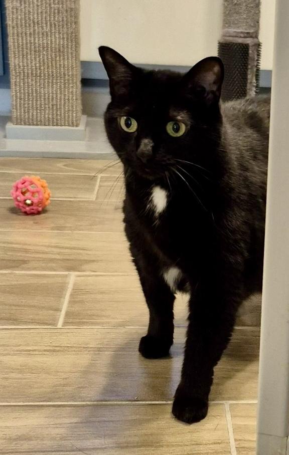 Enlarge Mary Grace, a Adoptable Domestic Short Hair in Jeffersonville, IN image 4/6