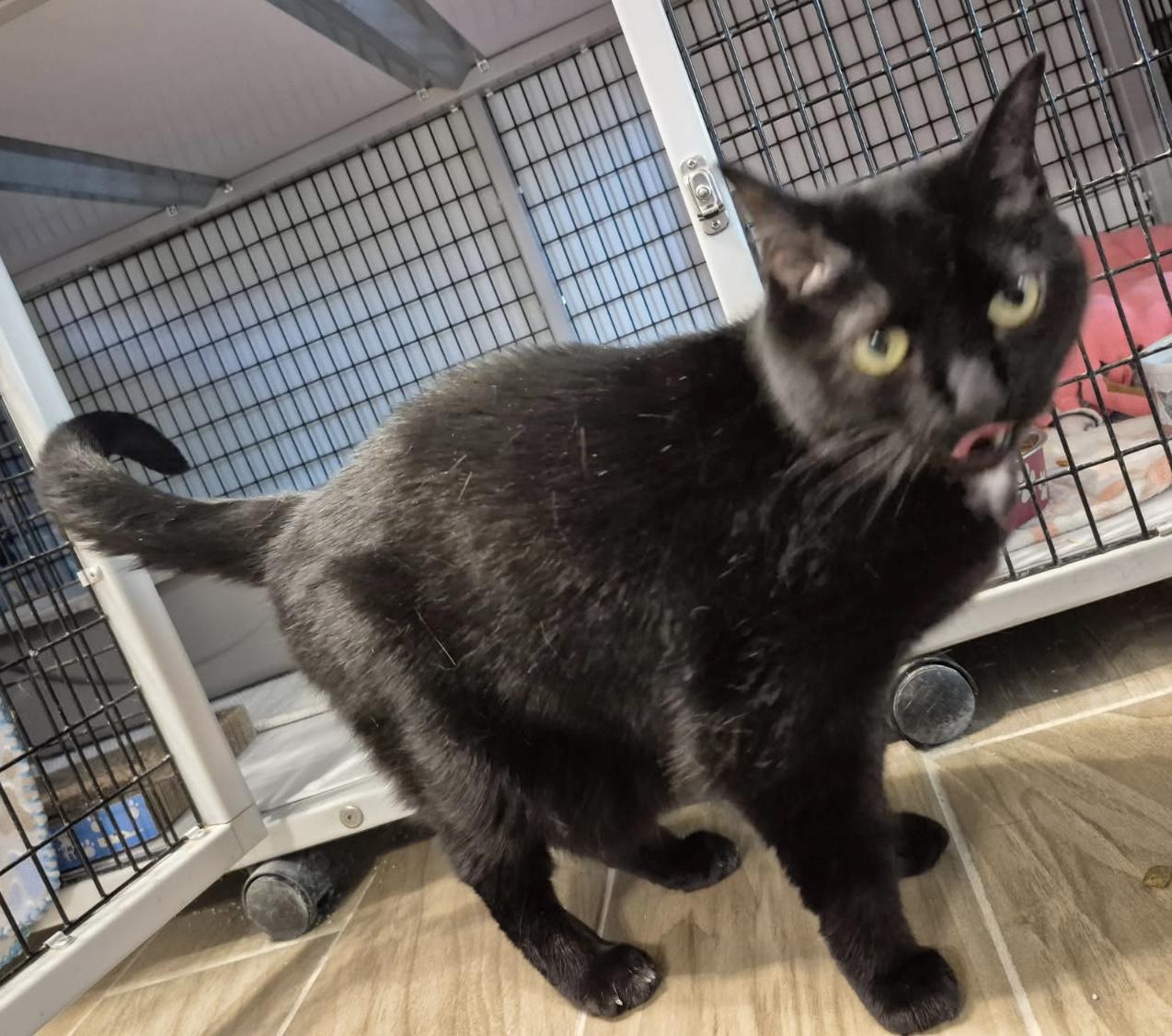 Enlarge Mary Grace, a Adoptable Domestic Short Hair in Jeffersonville, IN image 5/6