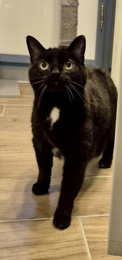 Enlarge Mary Grace, a Adoptable Domestic Short Hair in Jeffersonville, IN image 6/6