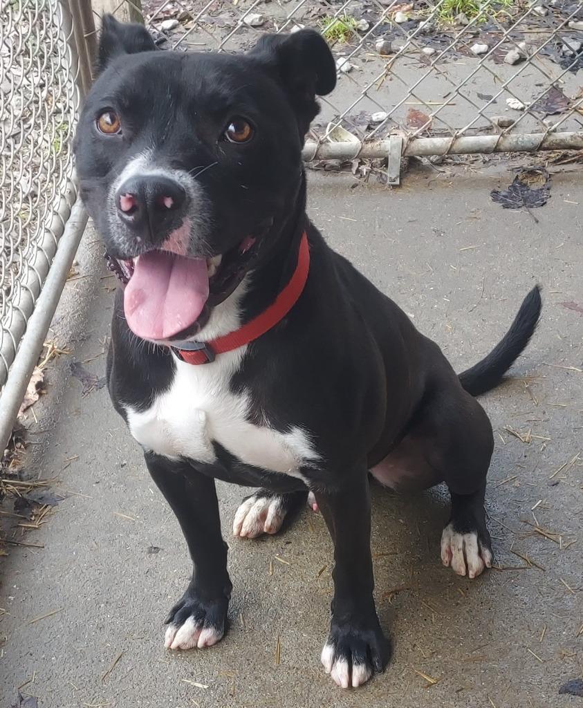 Enlarge Tuck, a Adoptable Pit Bull Terrier in Saint Clairsville, OH image 1/3