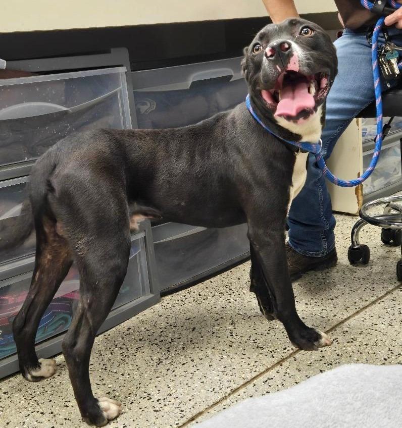 Enlarge Tuck, a Adoptable Pit Bull Terrier in Saint Clairsville, OH image 3/3