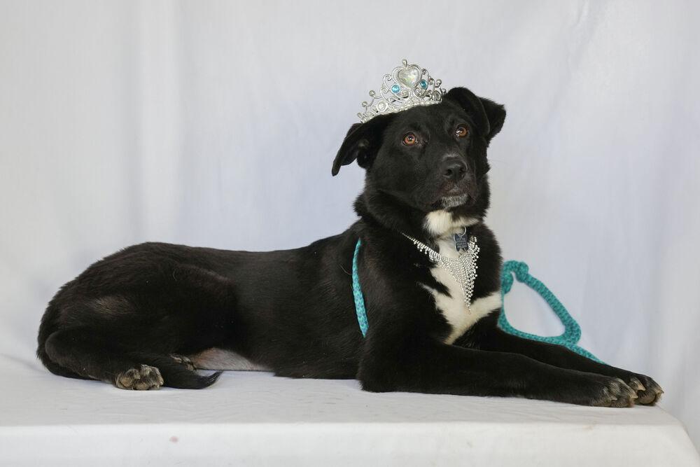 Noodle, Adoptable, Young Female Labrador Retriever & Border Collie.