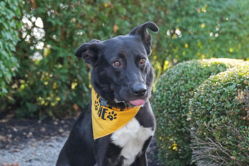 Noodle, Adoptable, Young Female Labrador Retriever & Border Collie.