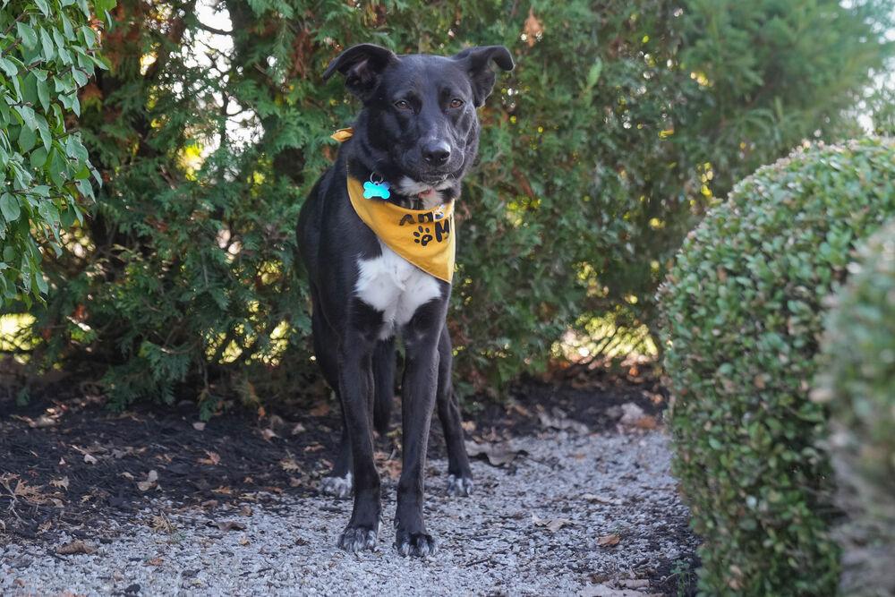 Noodle, Adoptable, Young Female Labrador Retriever & Border Collie.