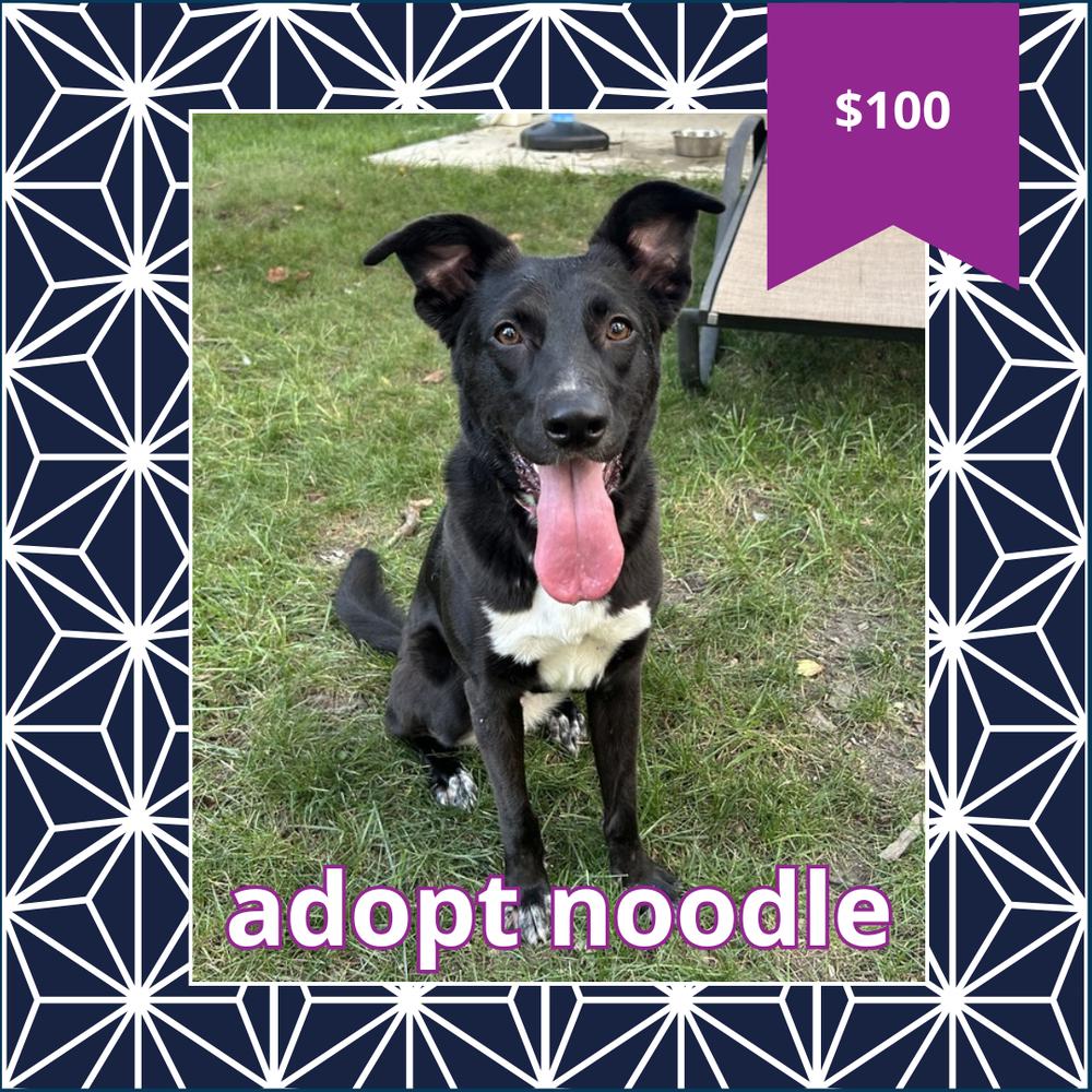 Enlarge Noodle, a Adoptable mixed breed in Columbus, OH image 2/6