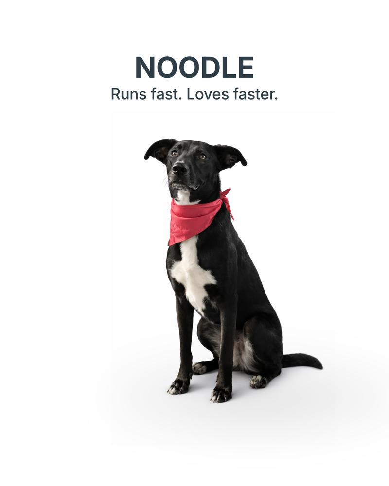 Enlarge Noodle, a Adoptable mixed breed in Columbus, OH image 4/6