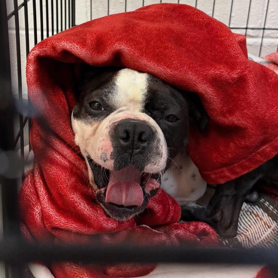 RUPERT, Adoptable, Adult Male Boston Terrier.