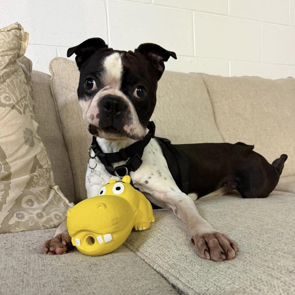 Enlarge RUPERT, a Adoptable Boston Terrier in Decatur, AL image 2/4