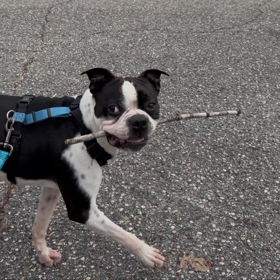 Enlarge RUPERT, a Adoptable Boston Terrier in Decatur, AL image 3/4