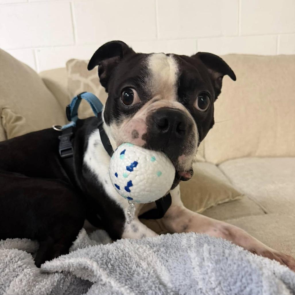 Enlarge RUPERT, a Adoptable Boston Terrier in Decatur, AL image 4/4