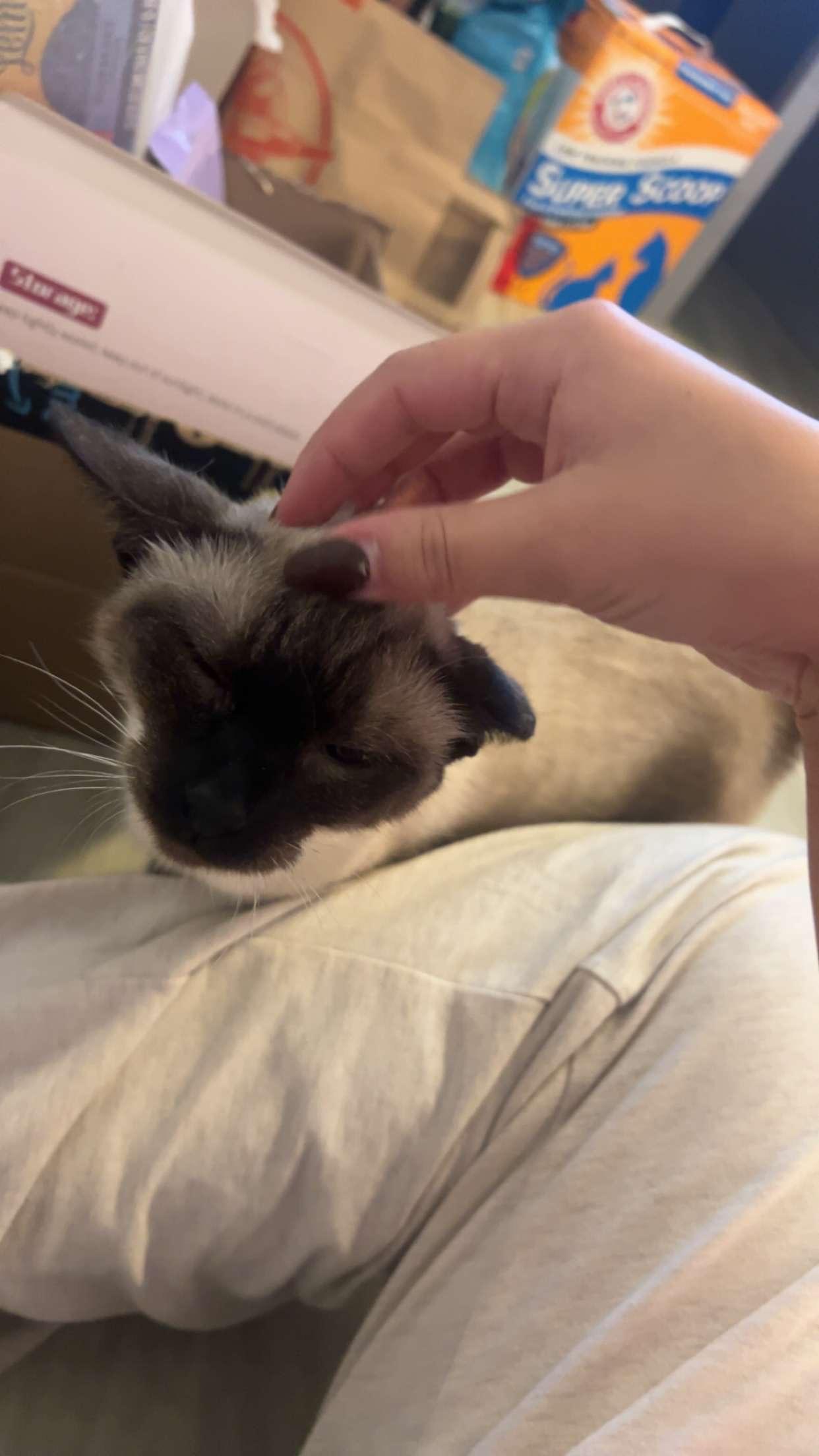 Jalapeno thumbnail 5