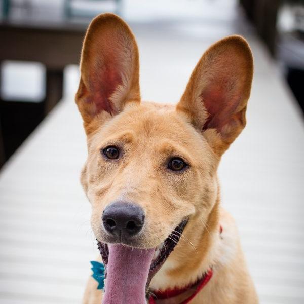 Enlarge Henley, a Adoptable mixed breed in Tampa, FL image 1/6