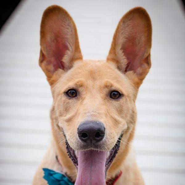 Enlarge Henley, a Adoptable mixed breed in Tampa, FL image 2/6