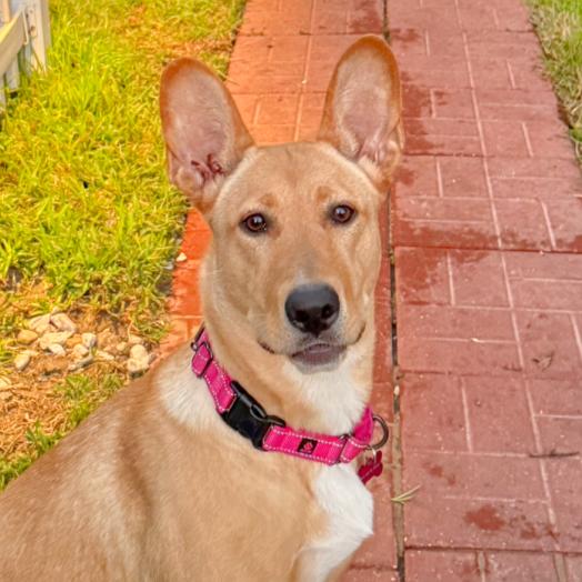 Enlarge Henley, a Adoptable mixed breed in Tampa, FL image 3/6