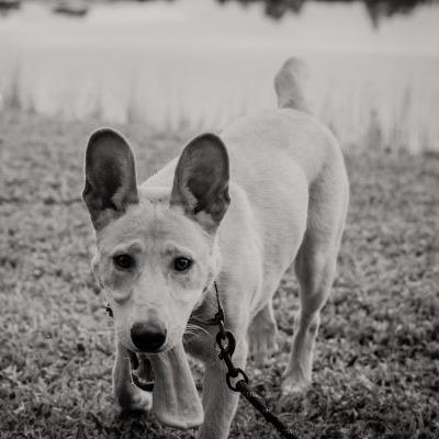 Enlarge Henley, a Adoptable mixed breed in Tampa, FL image 4/6