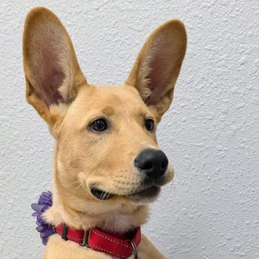 Enlarge Henley, a Adoptable mixed breed in Tampa, FL image 5/6