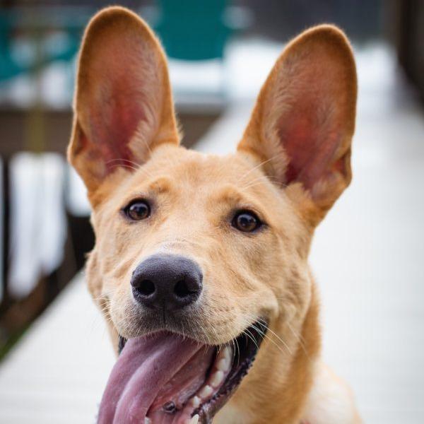 Enlarge Henley, a Adoptable mixed breed in Tampa, FL image 6/6
