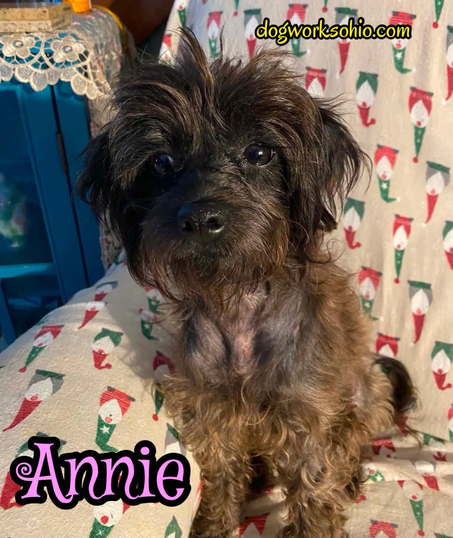 Enlarge Annie, a Adoptable mixed breed in Toledo, OH image 1/2