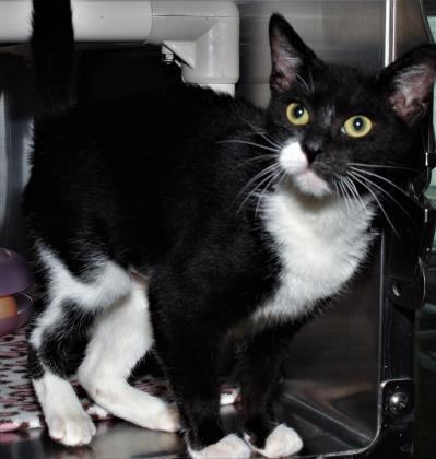 Vanda, Adoptable, Adult Female Domestic Short Hair & Domestic Short Hair.