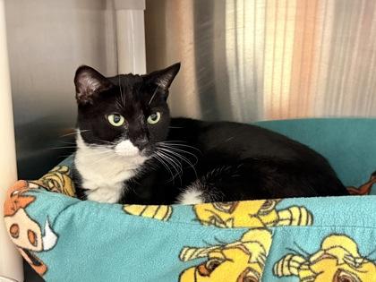 Enlarge Vanda, a Adoptable mixed breed in Venice, FL image 2/2