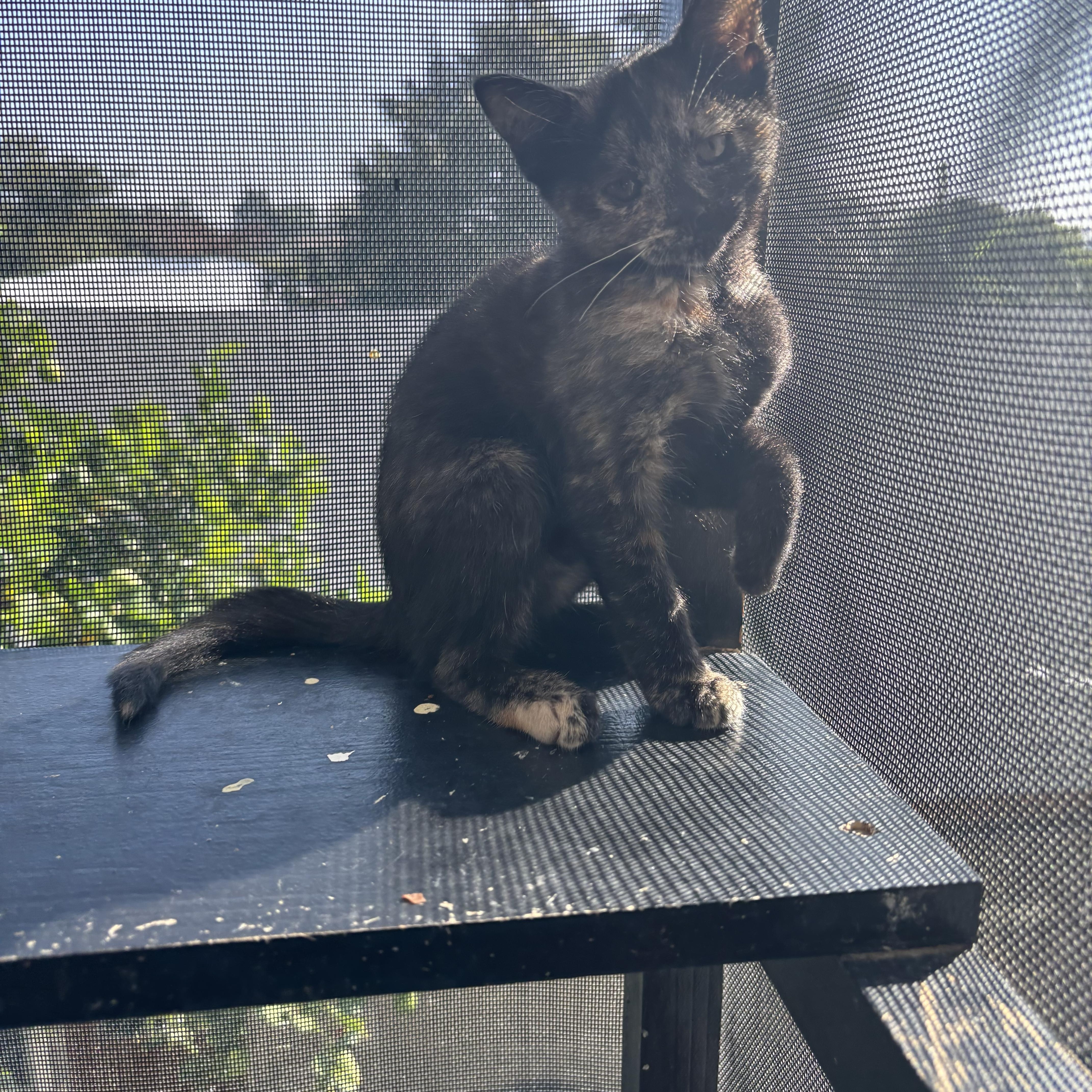 Enlarge Espurr, an adopted Tortoiseshell in Costa Mesa, CA image 2/4