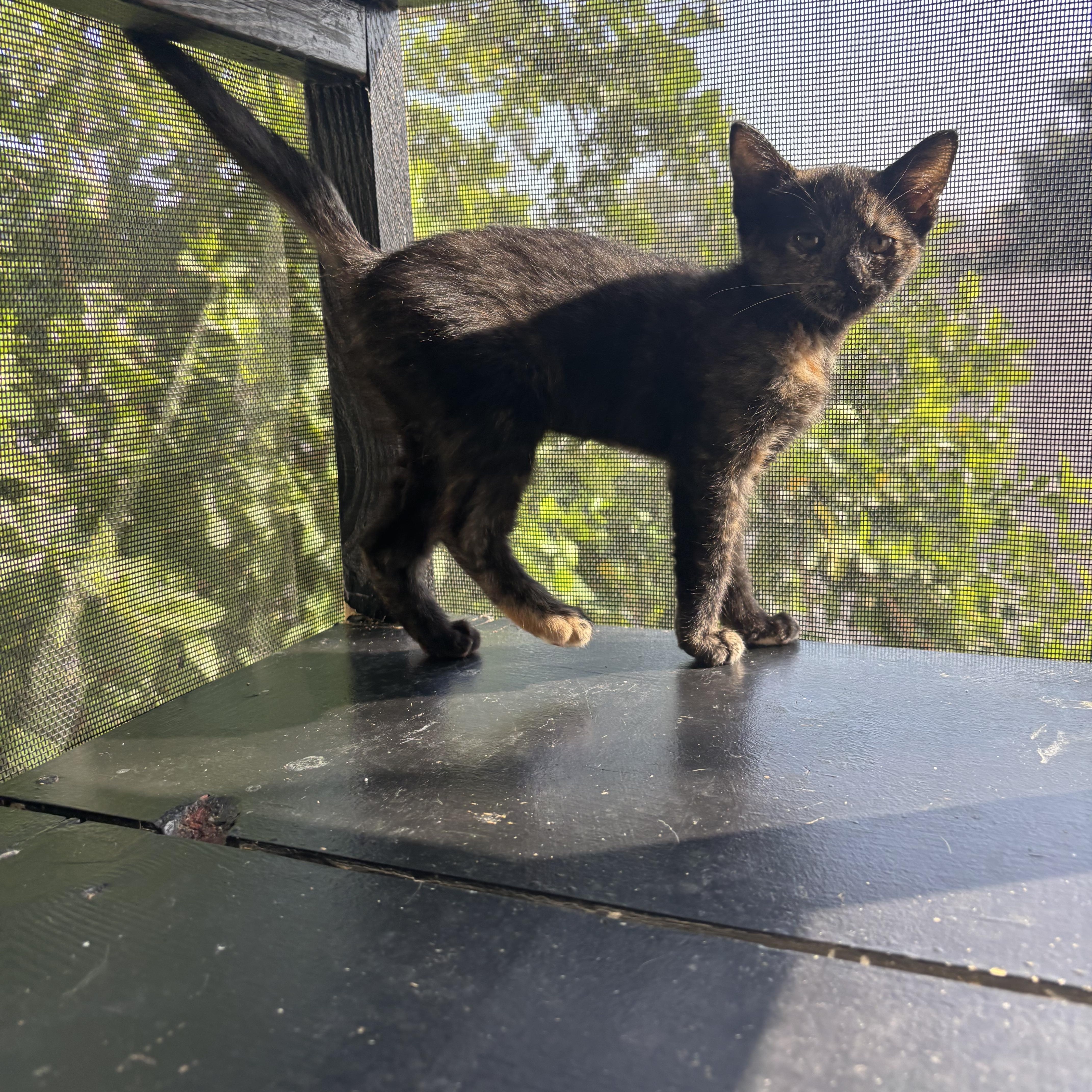 Enlarge Espurr, an adopted Tortoiseshell in Costa Mesa, CA image 3/4