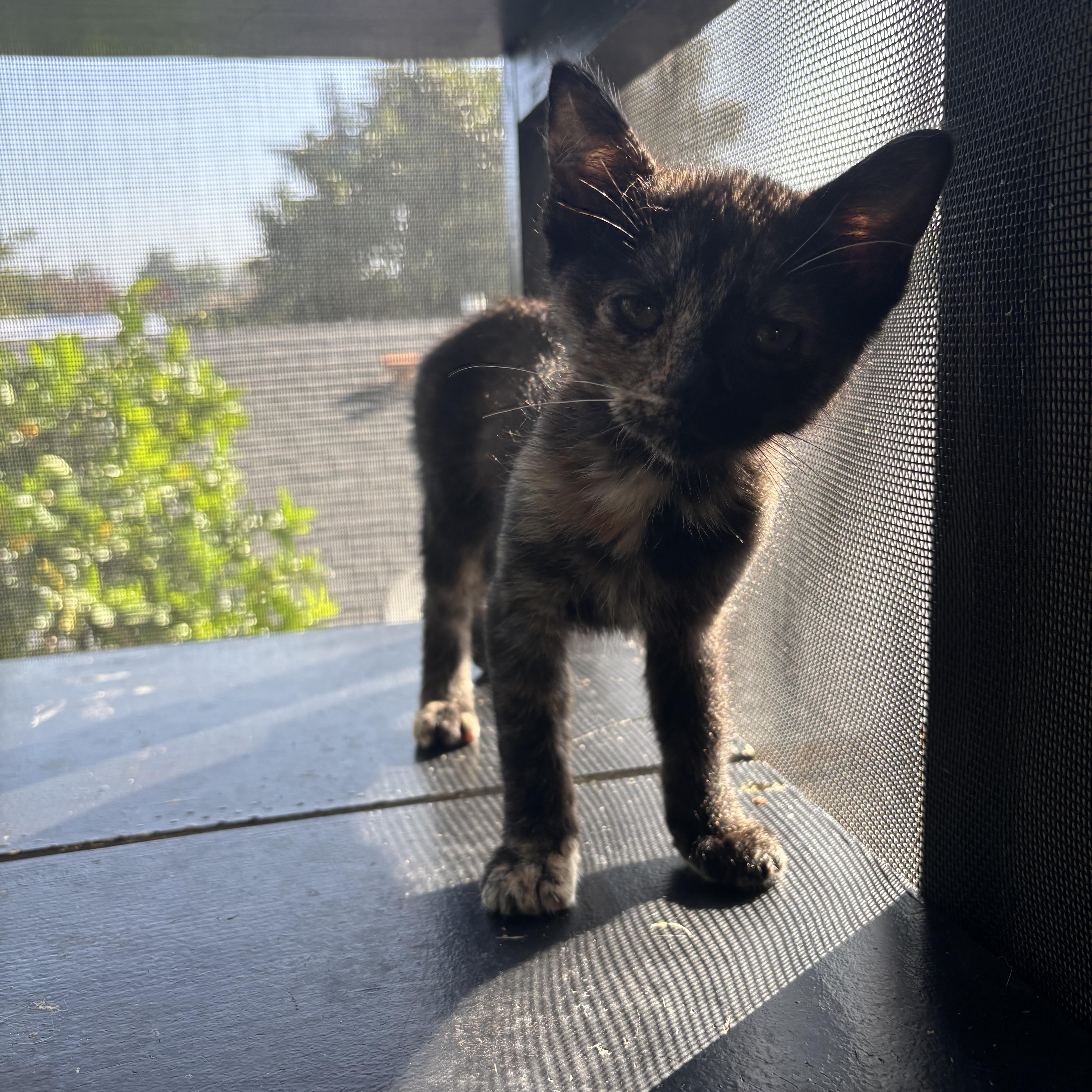 Enlarge Espurr, an adopted Tortoiseshell in Costa Mesa, CA image 4/4