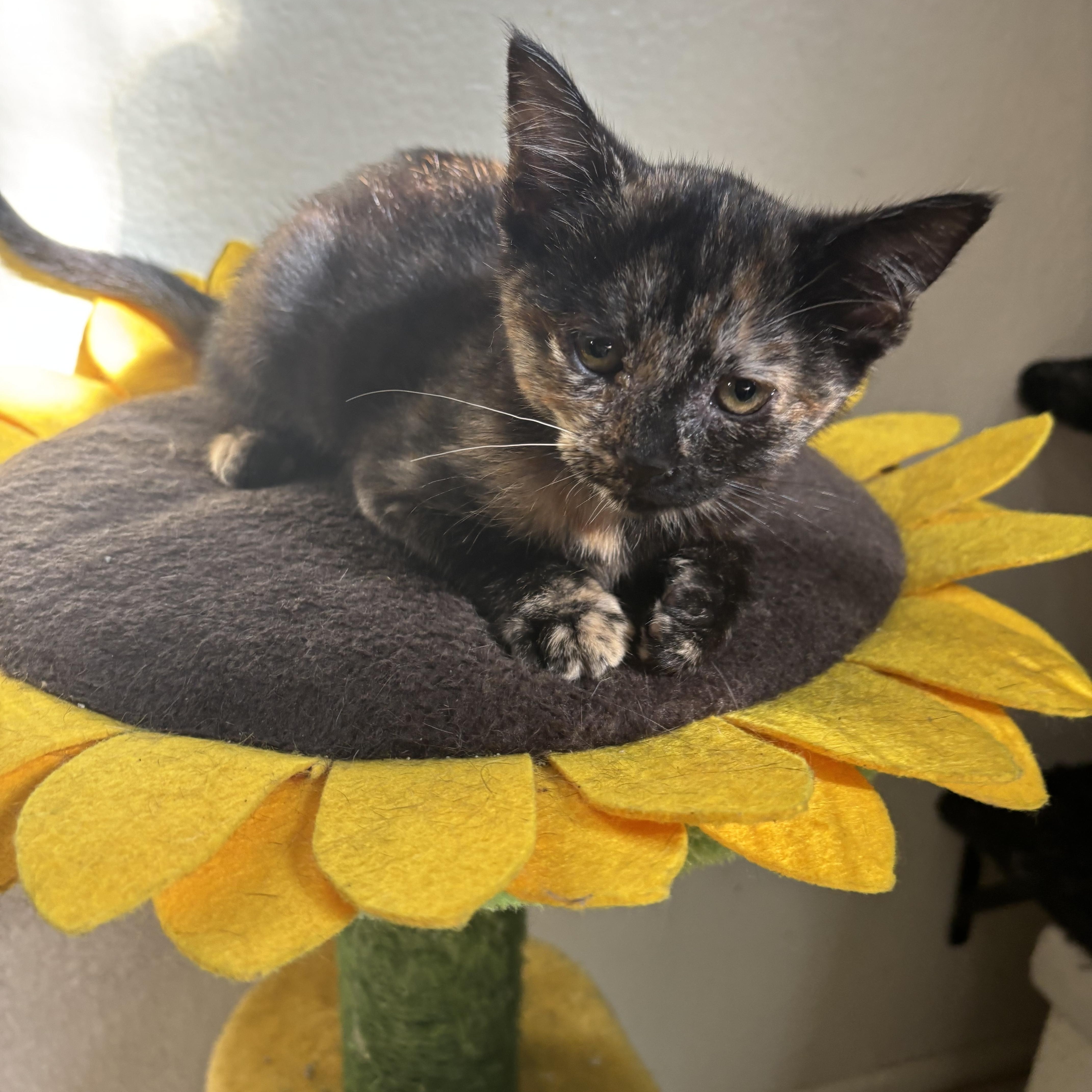 Espurr, adopted, Kitten Female Tortoiseshell.