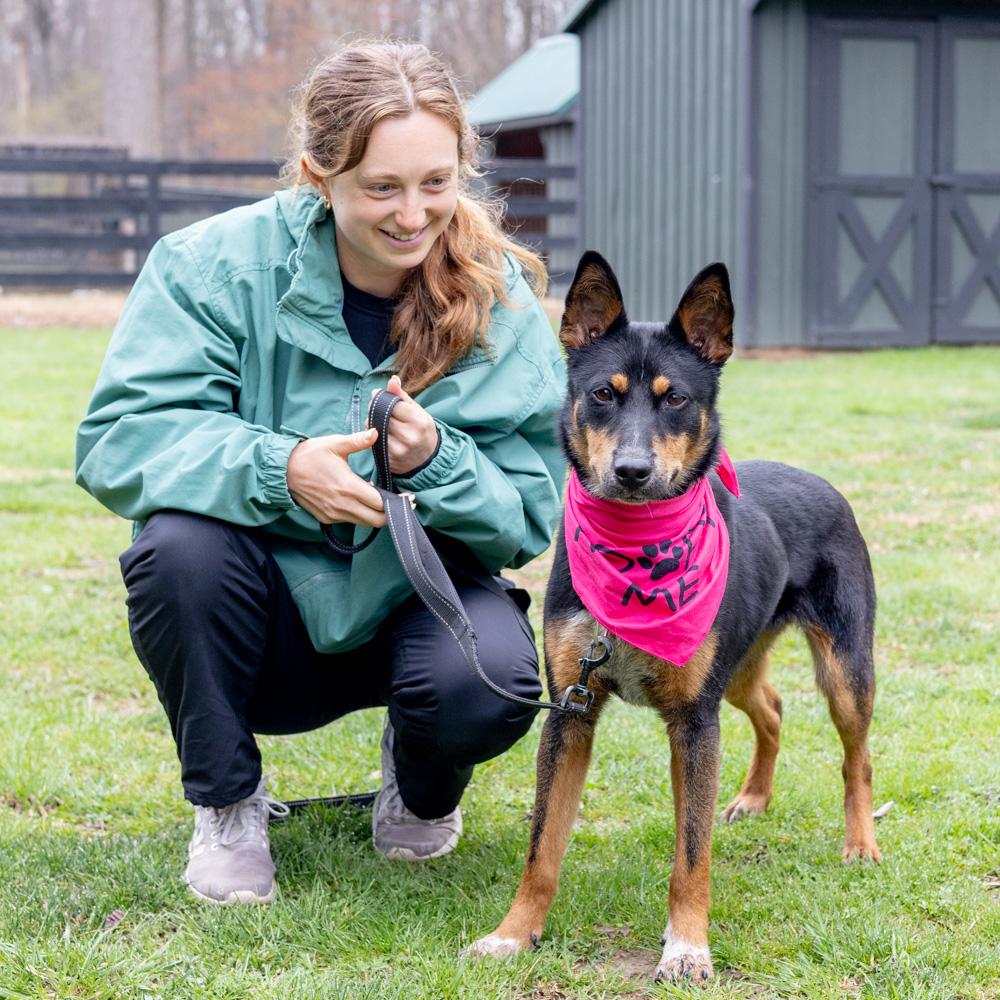 Enlarge Zoey  (Female) , a Adoptable mixed breed in West Grove, PA image 4/6