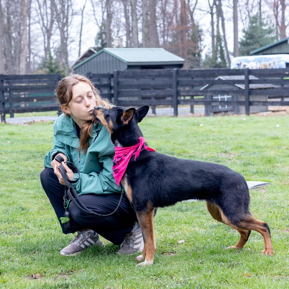 Enlarge Zoey  (Female) , a Adoptable mixed breed in West Grove, PA image 5/6