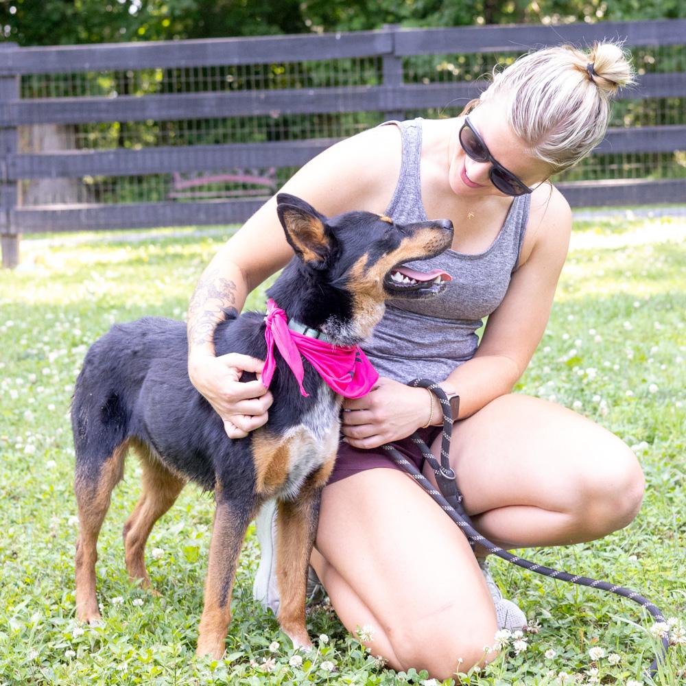 Enlarge Zoey (Female) - Adoption fee sponsored by a friend of Greenmore., a Adoptable mixed breed in West Grove, PA image 2/6